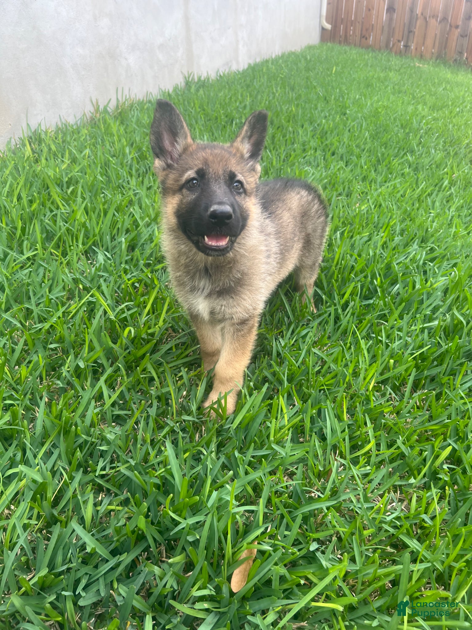 German Shepherd dogs German Shepherd Puppy 2 - Ad 21