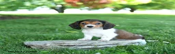 Miniature Dachshund dogs for sale: Rita - Ad 3
