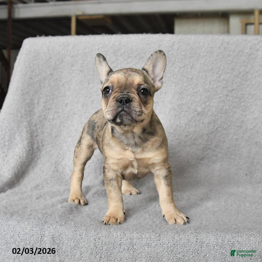 French Bulldog dogs Paisley - Ad 41