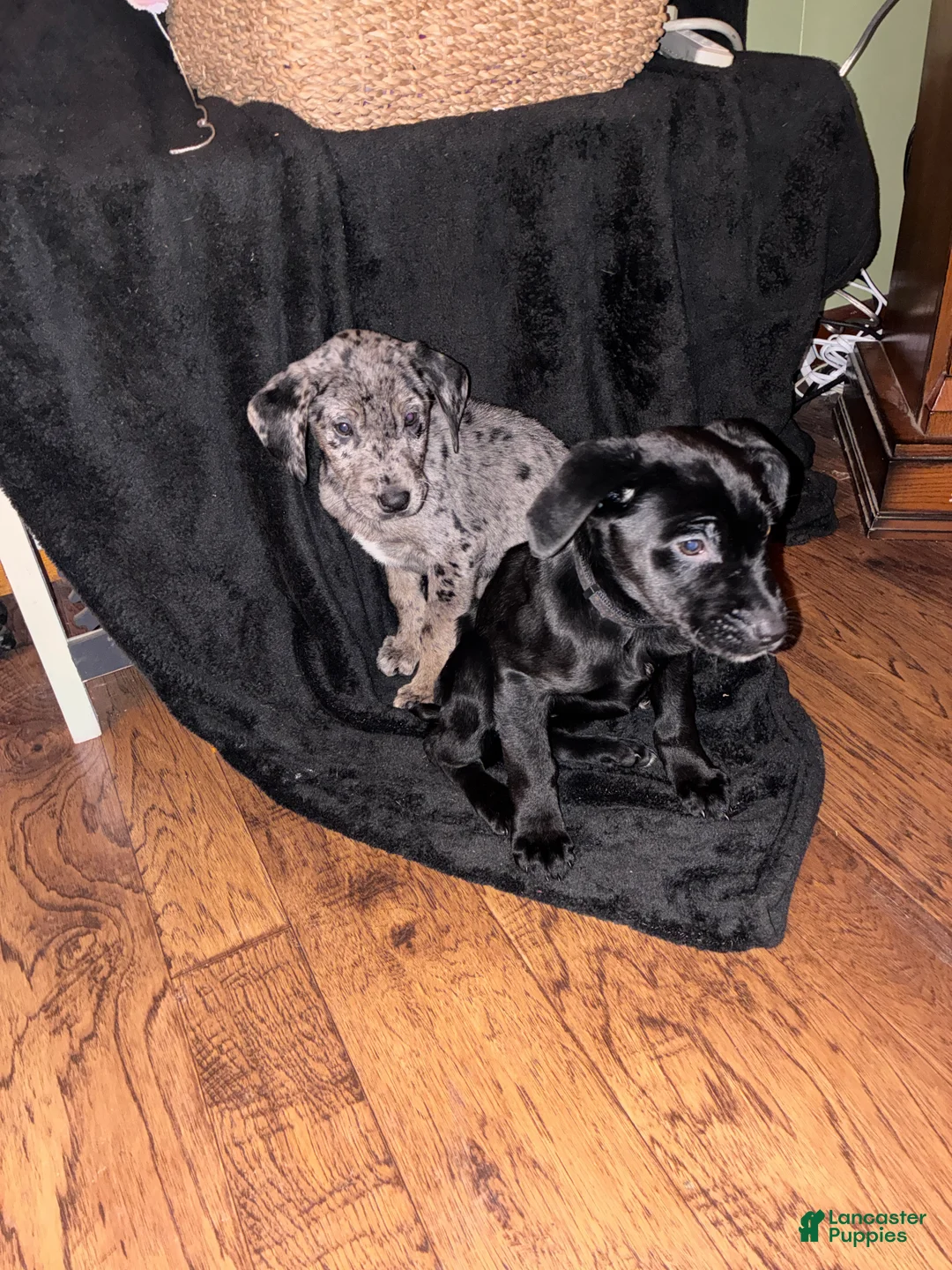 Mixed Breed dogs for sale: Zoey - Ad 2