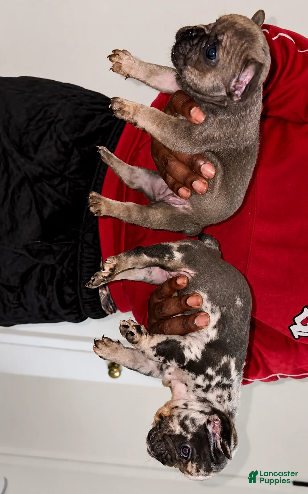 French Bulldog dogs for sale: French Bulldog Puppy 2 - Ad 1