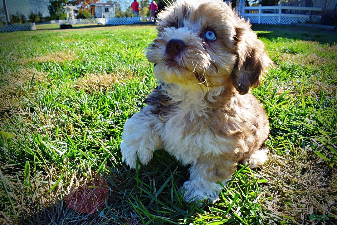 Havapoo dogs for sale: Jasper - Ad 12