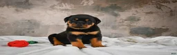 Rottweiler dogs for sale:  Callie 🌸 - Ad 2