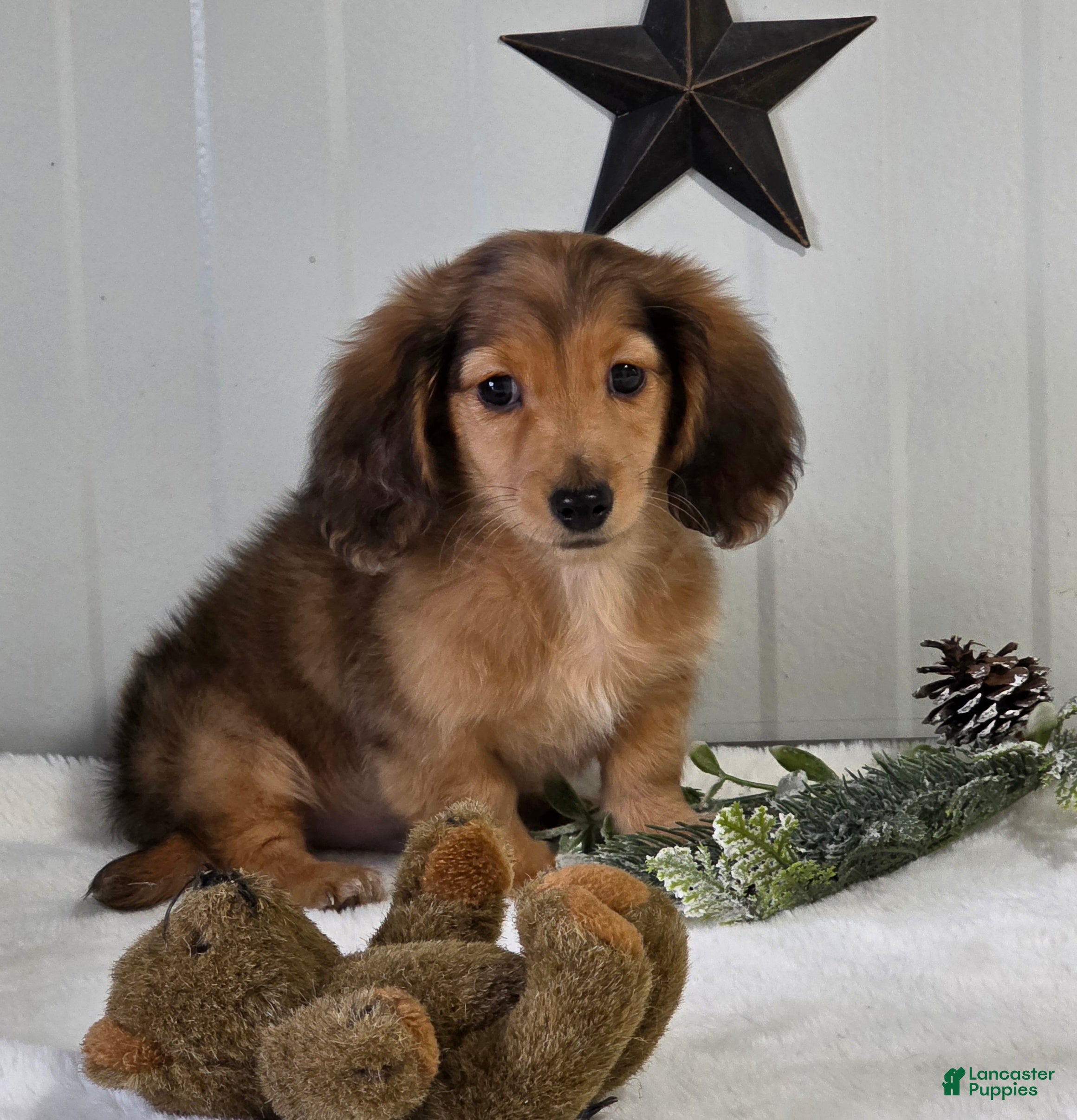 Miniature Dachshund dogs Shane - Ad 34