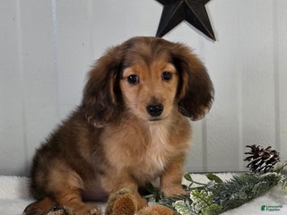 Miniature Dachshund dogs Shane - Ad 34