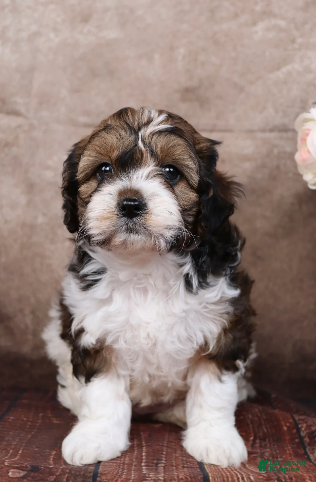 Cavapoo dogs for sale: Grant - Ad 2