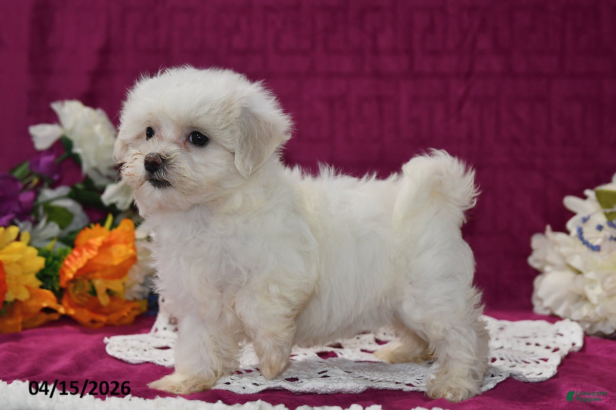 Maltipoo dogs Amber - Ad 2