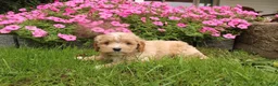 Cavapoochon dogs for sale: Max - Ad 7