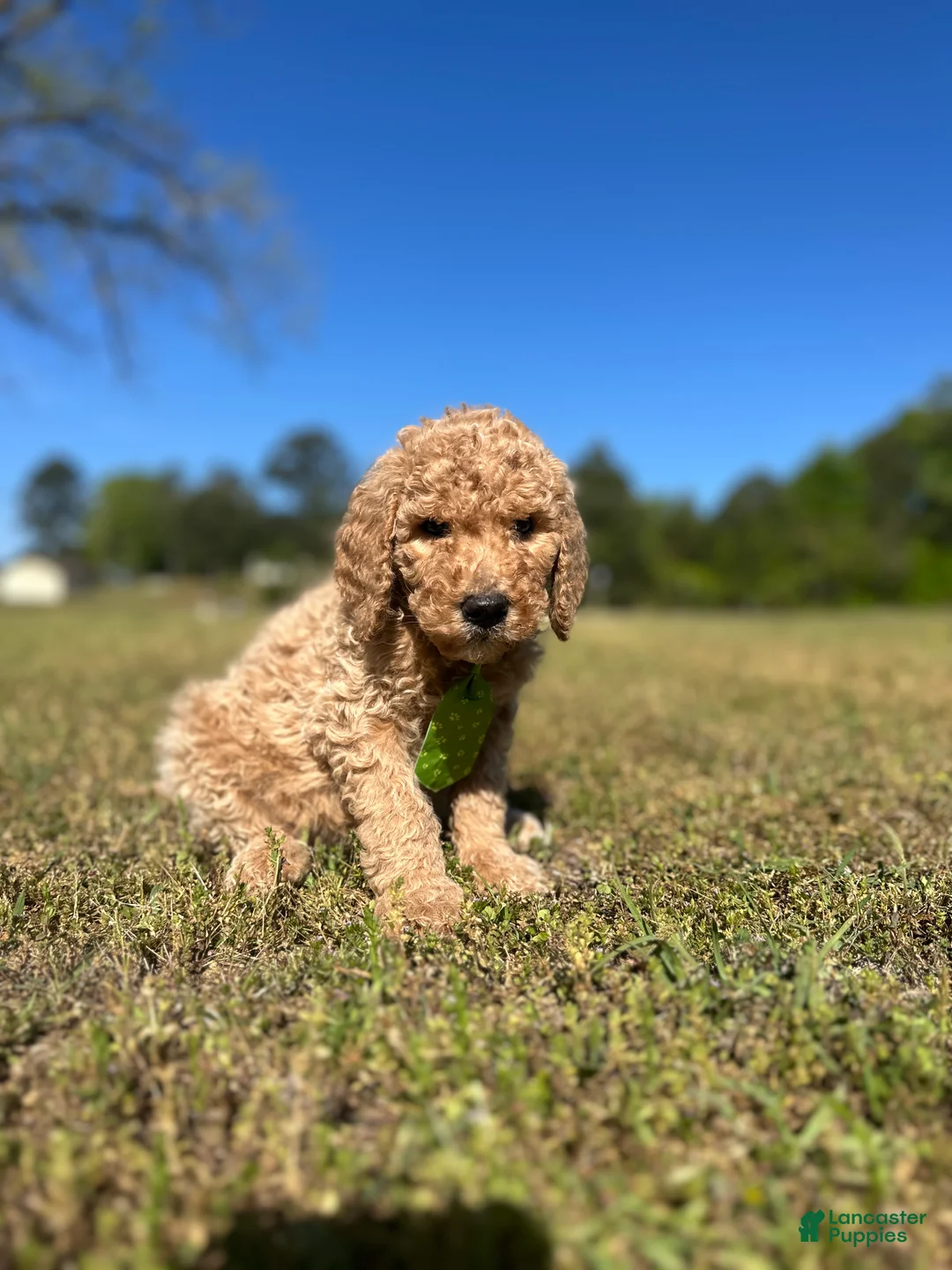 Goldendoodle dogs for sale: Goldendoodle Puppy 4 - Rocky - Tan Collar - Ad 1