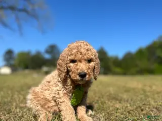 Goldendoodle dogs Goldendoodle Puppy 4 - Rocky - Tan Collar - Ad 29