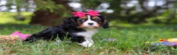 Cavalier King Charles Spaniel dogs for sale: Dove - Ad 5