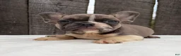 French Bulldog dogs for sale: Rowen - Ad 5