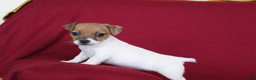 Jack Russell Terrier dogs for sale: Jack Russell Terrier Puppy 1 - Ad 4