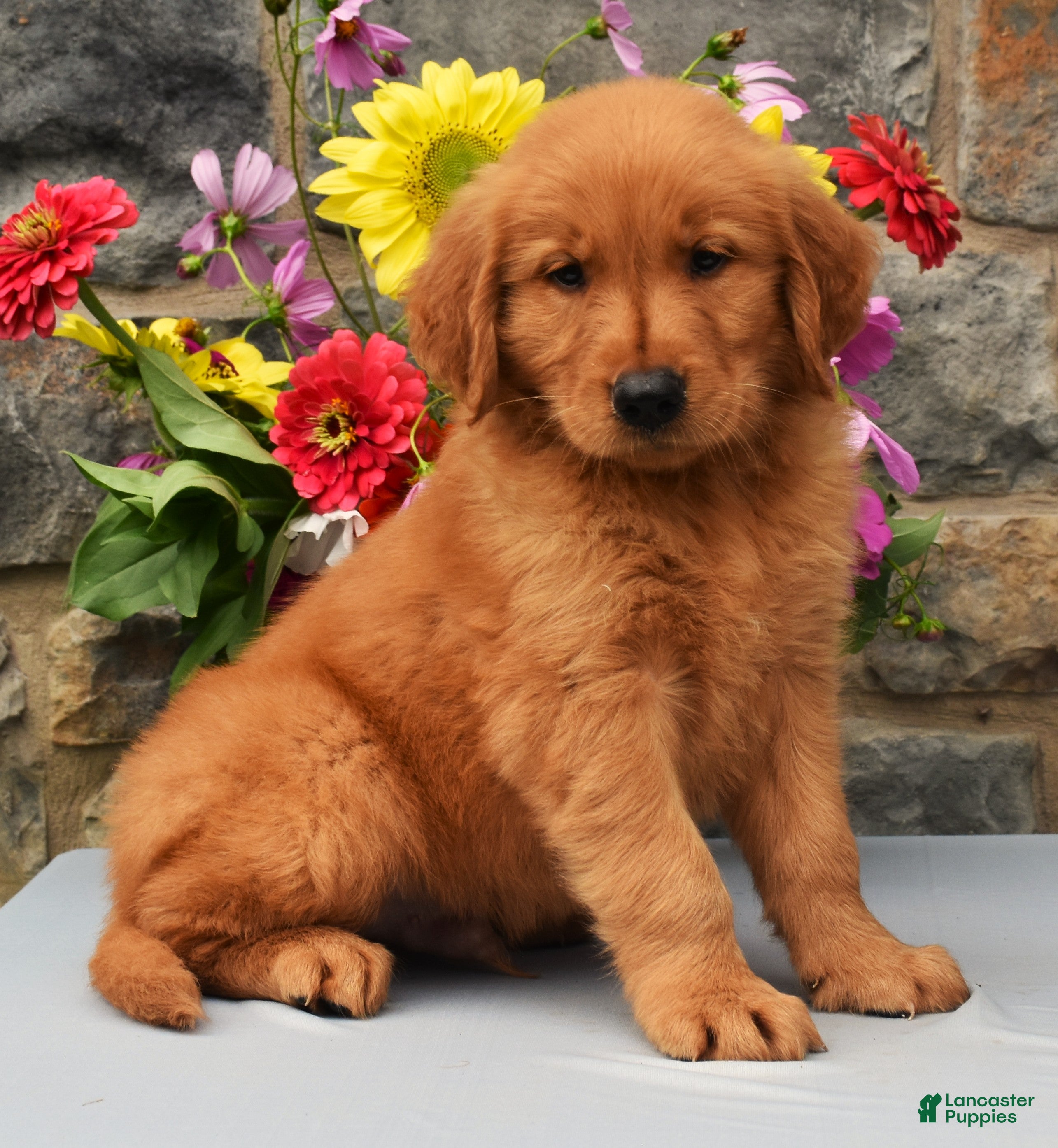 Golden Retriever dogs Carl - Ad 1