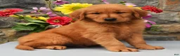 Golden Retriever dogs for sale: Carl - Ad 1
