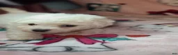 Bichon Frise dogs for sale: Betty White  - Ad 2