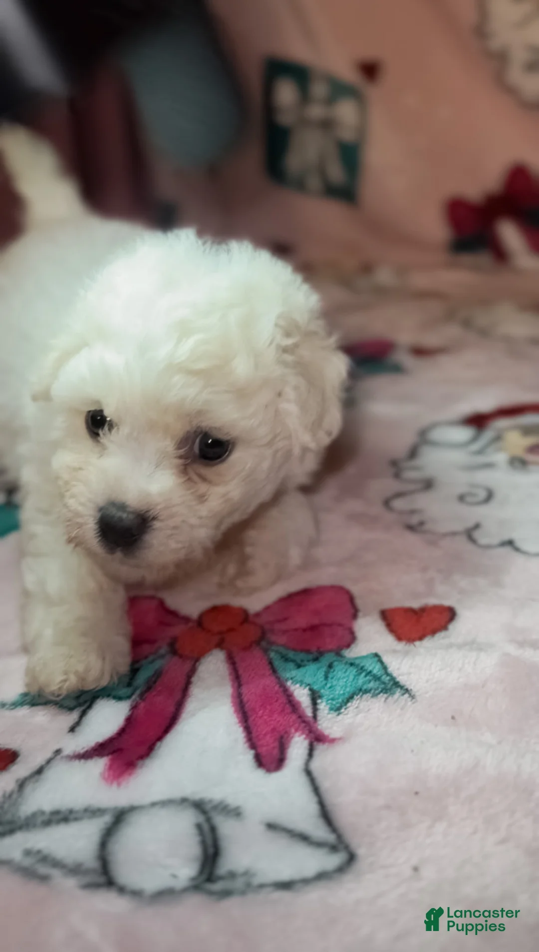Bichon Frise dogs for sale: Betty White  - Ad 2