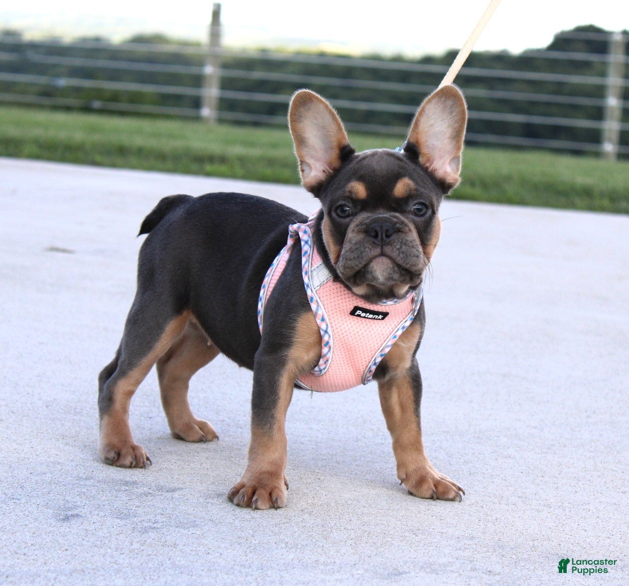 French Bulldog dogs Sasha - Ad 2