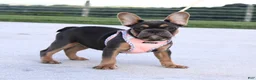 French Bulldog dogs for sale: Sasha - Ad 2