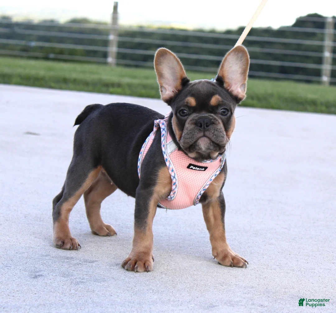French Bulldog dogs for sale: Sasha - Ad 2