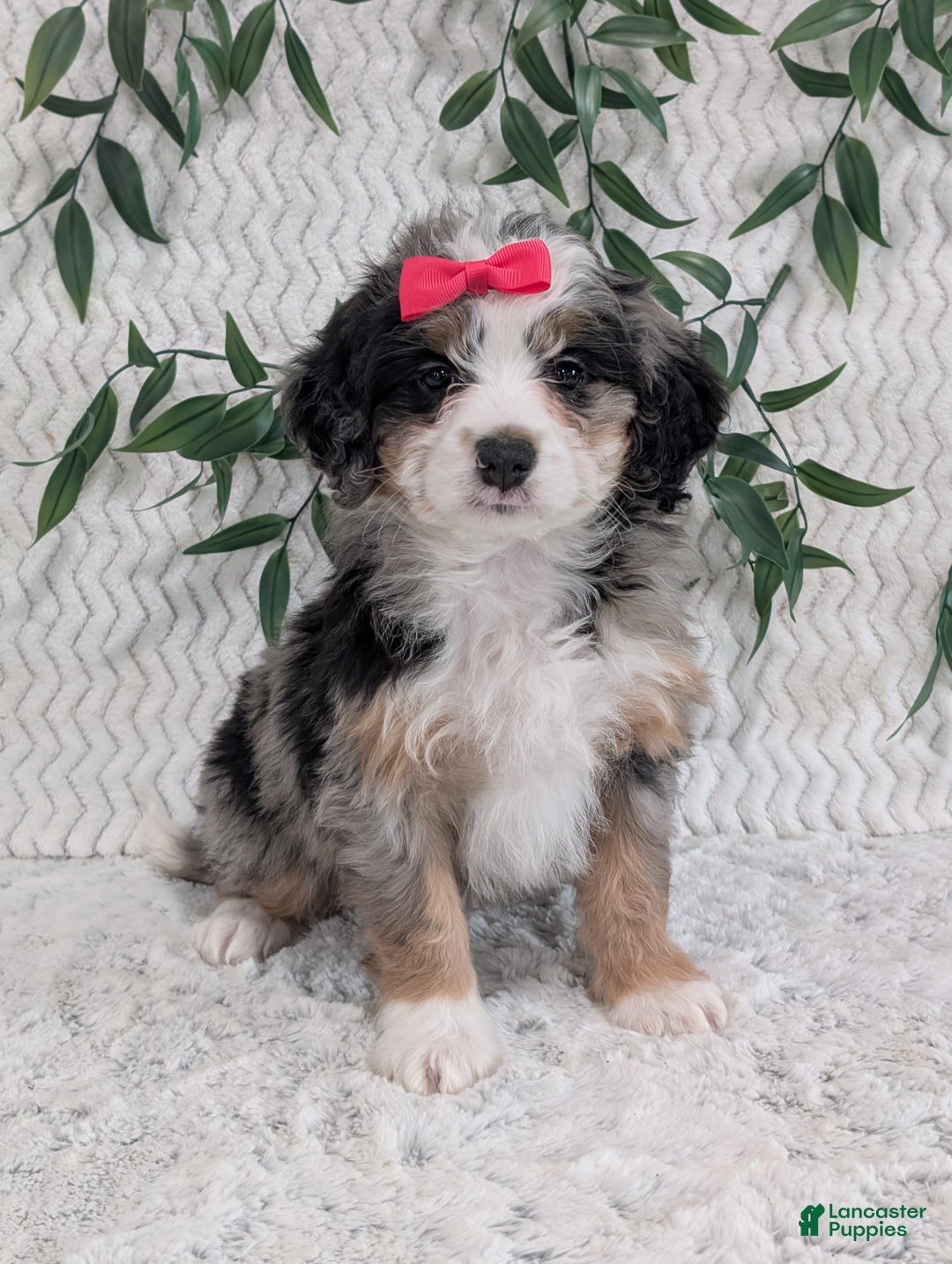 Mini Bernedoodle dogs for sale: Mini Pearl  - Ad 13