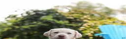 Labrador Retriever dogs for sale: Meadow - Ad 4