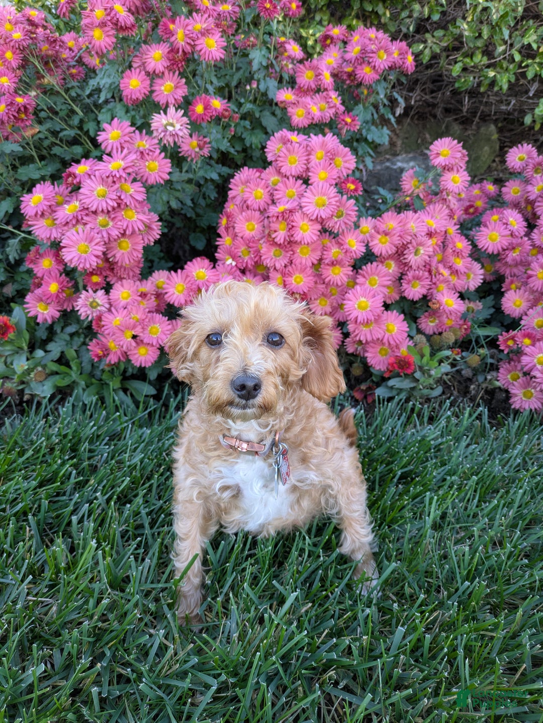 Jackapoo dogs for sale: Jasper - Ad 12