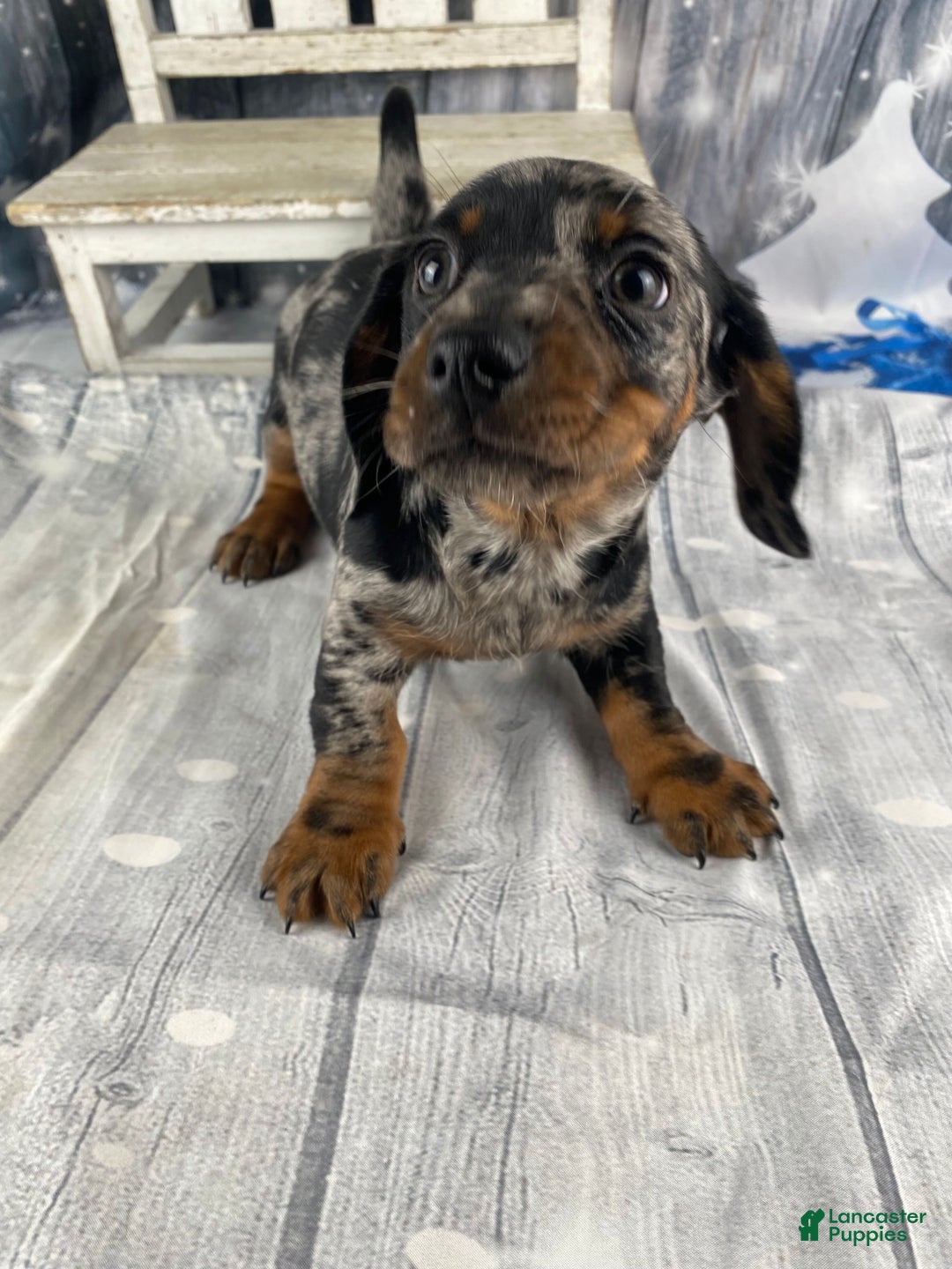 Miniature Dachshund dogs for sale: Clyde - Ad 4