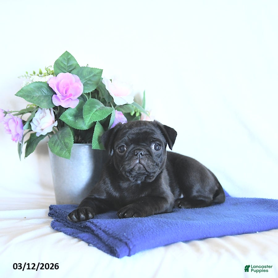 Mixed Breed dogs Coco  - Ad 2