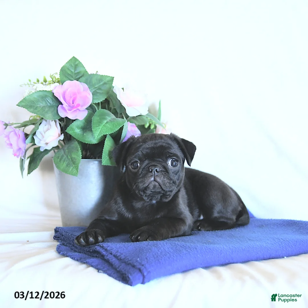 Mixed Breed dogs for sale: Coco  - Ad 2