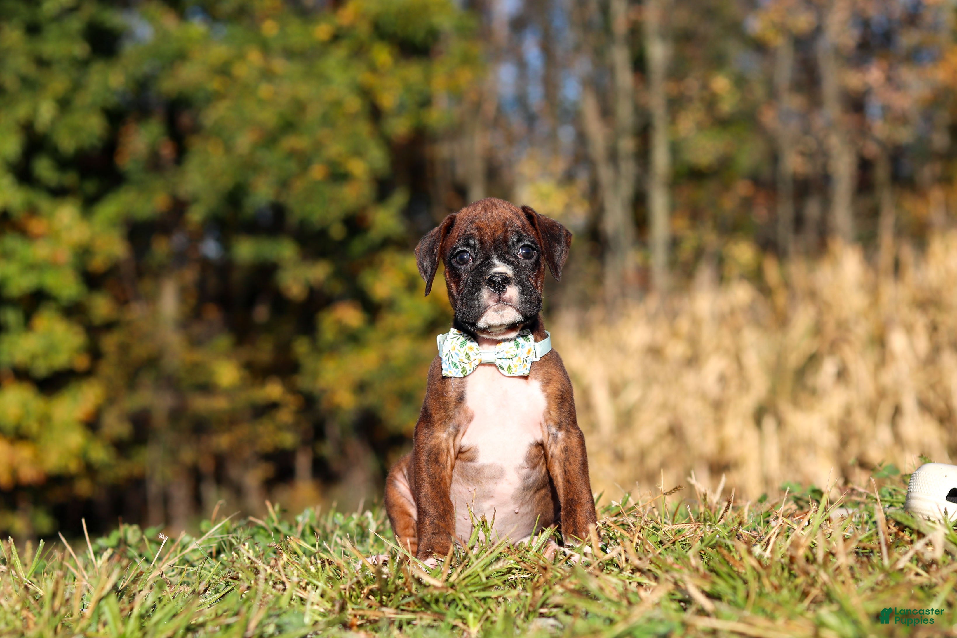 Boxer dogs Maverick - Ad 2