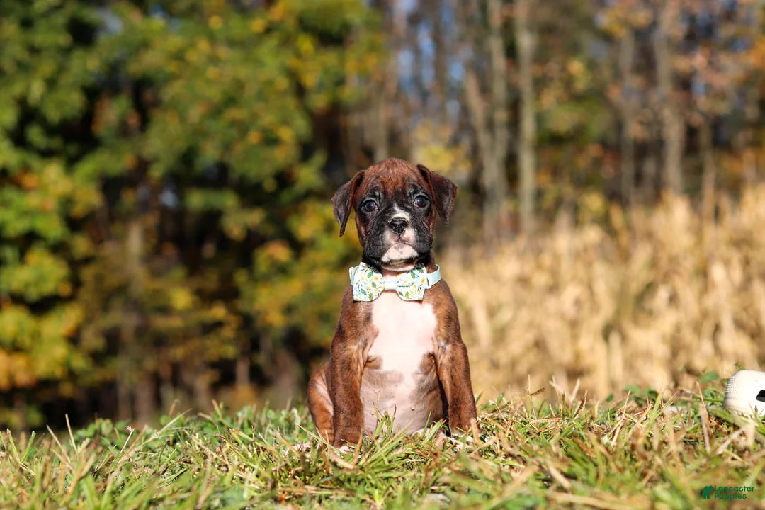 Boxer dogs for sale: Maverick - Ad 2