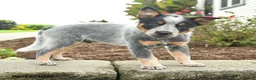 Australian Cattle Dog dogs for sale: Fitz - Ad 2