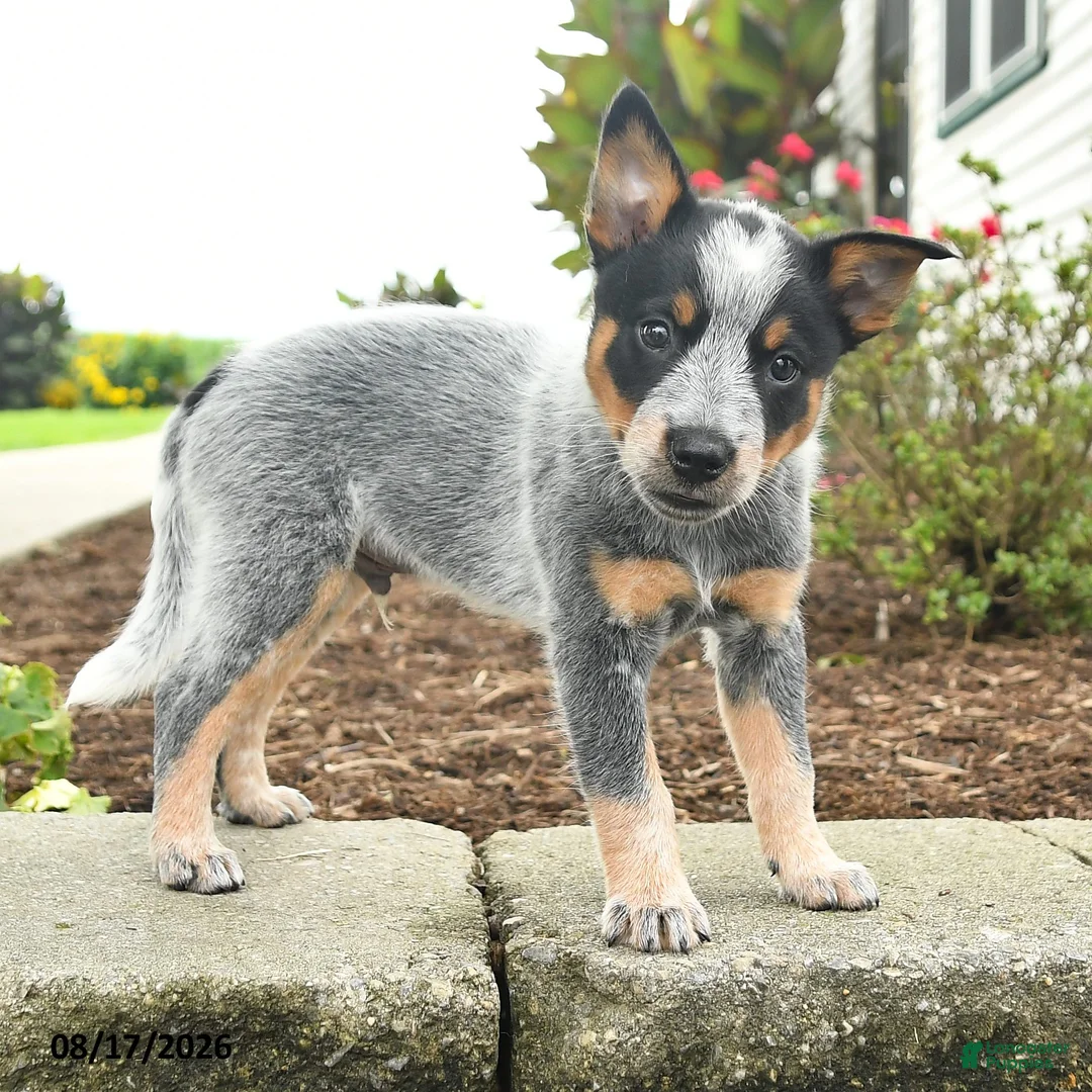 Australian Cattle Dog dogs for sale: Fitz - Ad 2