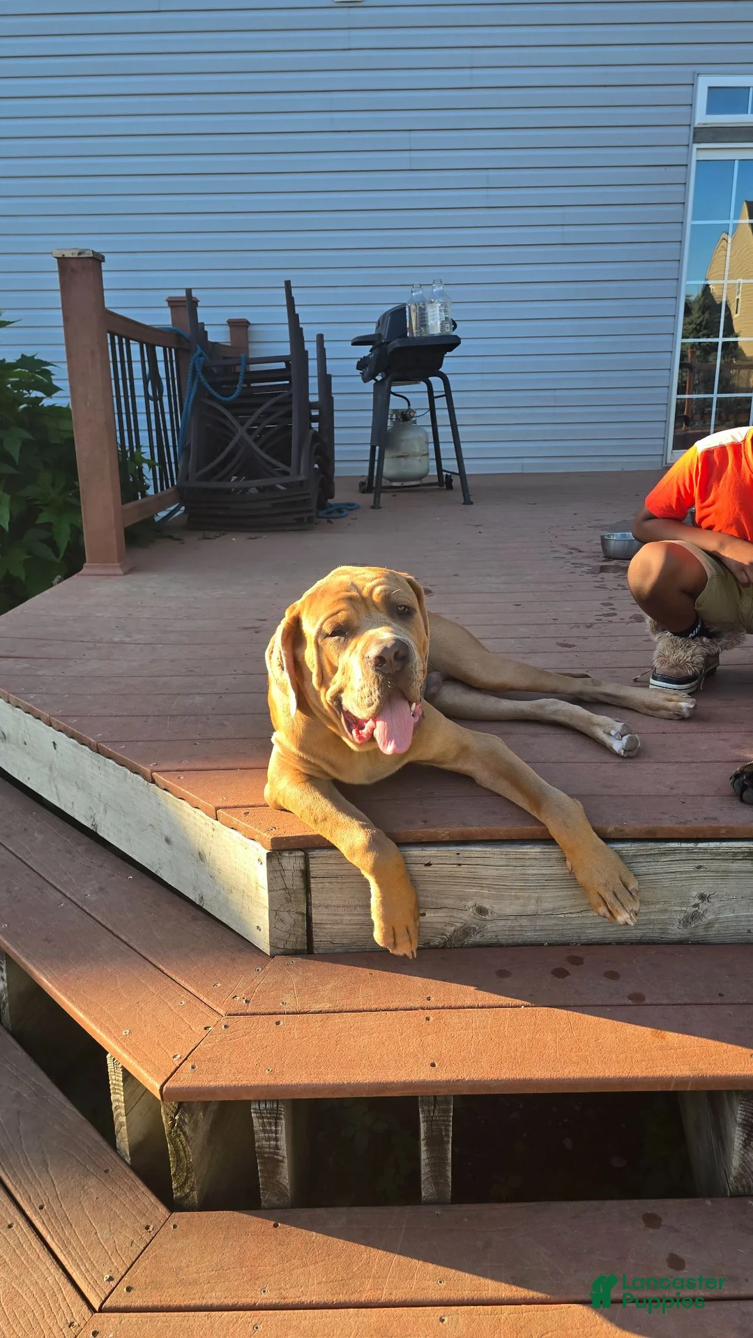 Cane Corso dogs for sale: Carmel  - Ad 2
