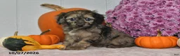 Cockapoo dogs for sale: Rusty - Ad 4