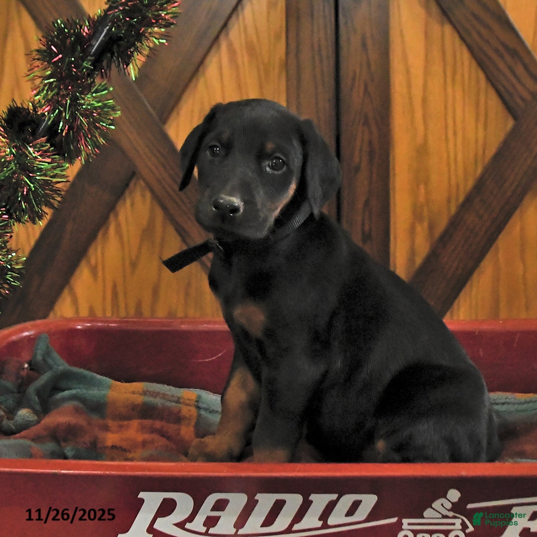 Doberman Pinscher dogs for sale: Midnight - Ad 2