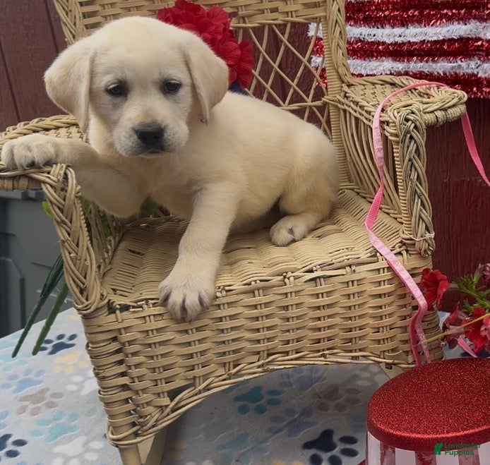 Labrador Retriever dogs for sale: Labrador Retriever Puppy 6 - Ad 3