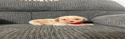 Toy Poodle dogs for sale: Toy Poodle 1 - Ad 4