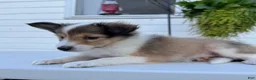 Shetland Sheepdog dogs for sale: Jasper - Ad 3