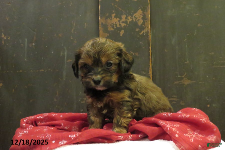 Shihpoo dogs Juniper - Ad 2