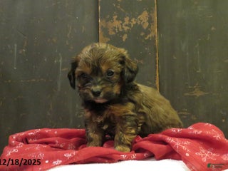 Shihpoo dogs Juniper - Ad 23