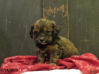 Shihpoo dogs Juniper - Ad 14