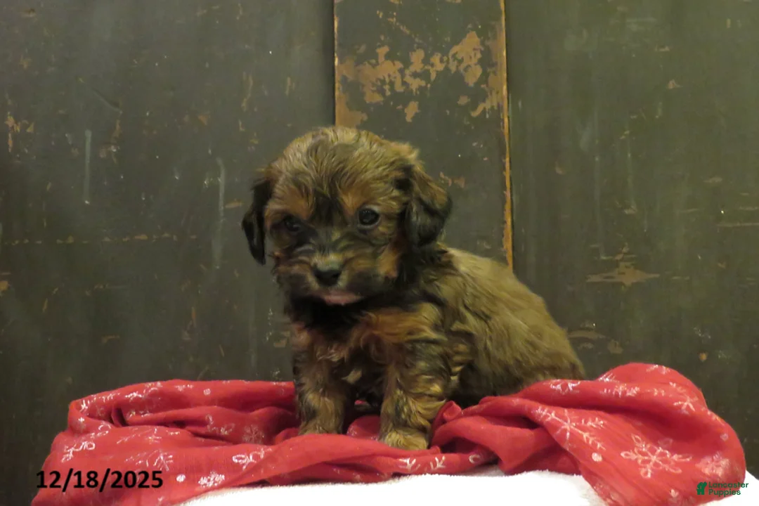 Shihpoo dogs for sale: Juniper - Ad 1