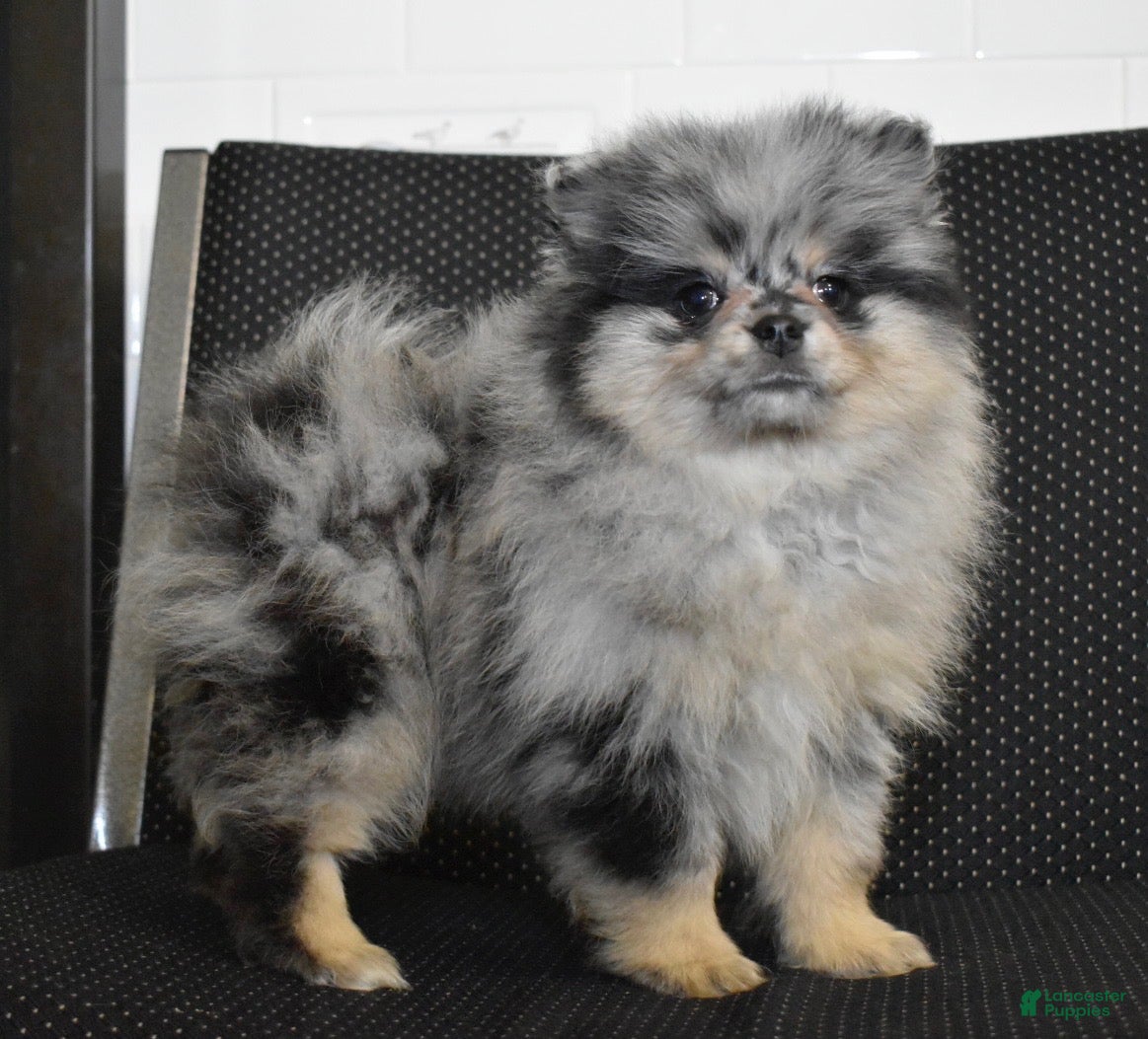 Pomeranian dogs Luigi blue Merle tan puppy - Ad 10