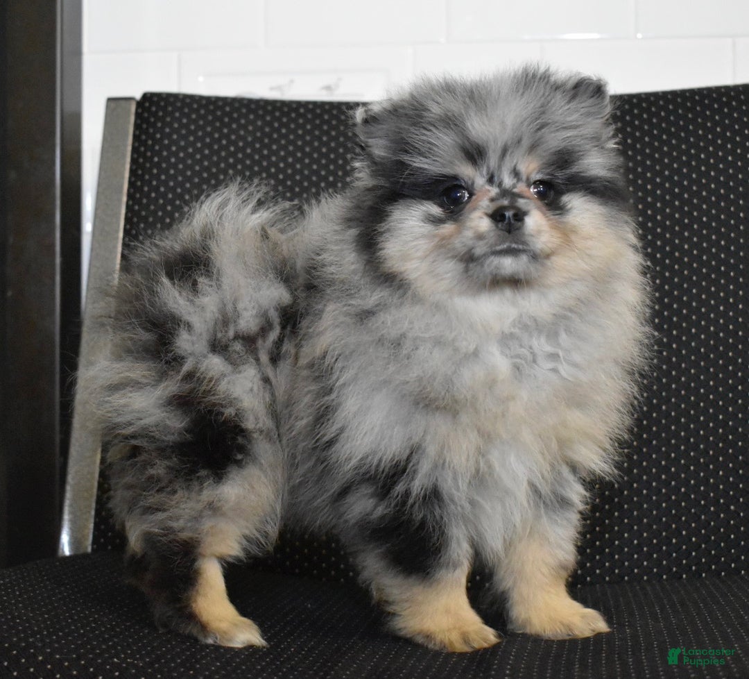 Pomeranian dogs for sale: Luigi blue Merle tan puppy - Ad 1