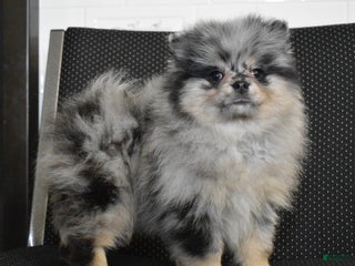 Pomeranian dogs Luigi blue Merle tan puppy - Ad 6