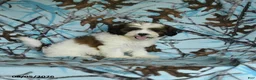 Mixed Breed dogs for sale: Utopia - Ad 8