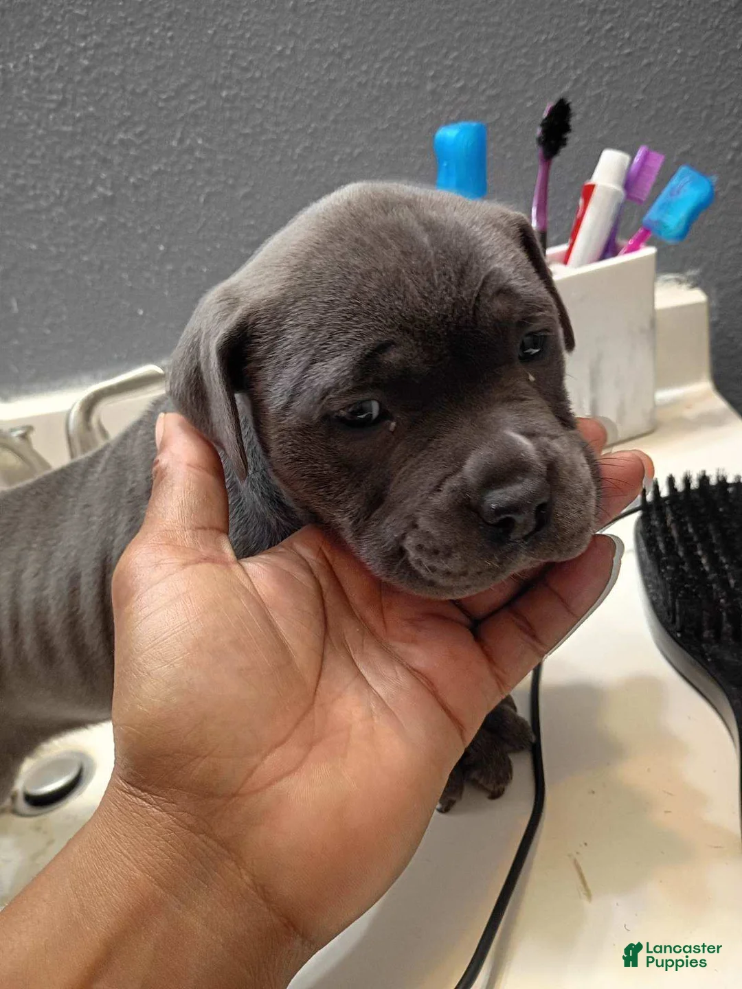 American Bully dogs for sale: American Bully Puppy 2 - Ad 1