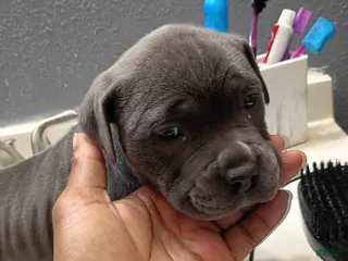 American Bully dogs American Bully Puppy 2 - Ad 6